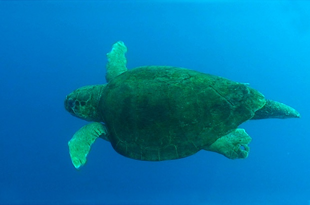 Origem e ecologia alimentar de machos de tartaruga-cabeçuda (Caretta caretta) do sul do Brasil